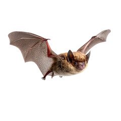 Obraz premium Bat eared bat isolated on transparent background