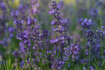 Lavender flower in summer.  Purple lavender bloom.Blooming flower field. Field of lavender. Scenery meadow.