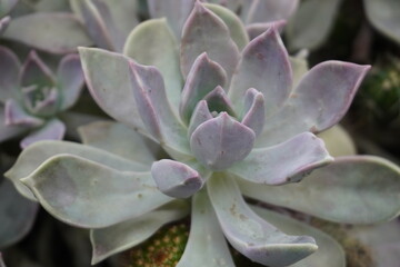 Macro photography close up of an Echeveria, or pearl of Nuremberg, a cultivar hybrid succulent...