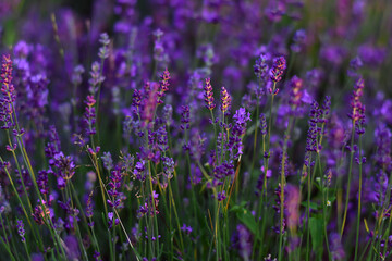 Obraz premium Lavender flower in summer. Purple Lavender bloom on the sunset. Field of lavender. Scenery meadow.Blooming summer flowers.