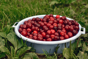 Fresh ripe red cherries in a bowl. Cherry harvest in the garden. Health concept. Fresh sweet organic cherries. Sour seasonal fruits and berries.