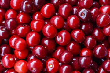 Ripe fresh cherries background. Healthy food. Red summer berries.