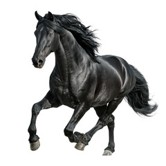 Black horse isolated on transparent background