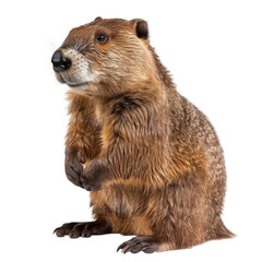 Fototapeta premium A close-up of a curious brown groundhog standing on its hind legs.