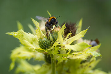 Aufnahme einer fliegenden Erdhummel auf einer Blüte.