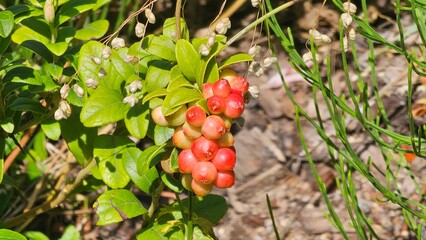 Sweden. Vaccinium vitis-idaea is a small evergreen shrub in the heath family, Ericaceae. It is known colloquially as the lingonberry, partridgeberry, foxberry, mountain cranberry, or cowberry.  