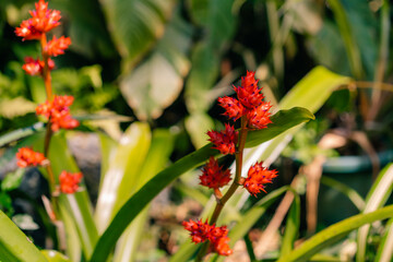 Hohenbergia stellata in garden in japan