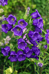Campanula medium. Blooming purple flower of Canterbury bells.