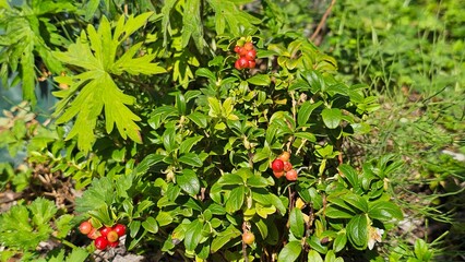 Sweden. Vaccinium vitis-idaea is a small evergreen shrub in the heath family, Ericaceae. It is known colloquially as the lingonberry, partridgeberry, foxberry, mountain cranberry, or cowberry.  