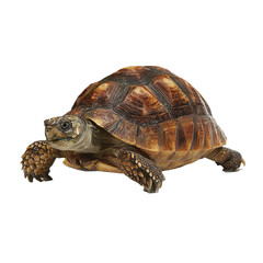 Fototapeta premium Realistic depiction of a tortoise exploring its surroundings on a clean white backdrop with vivid details and cinematic quality