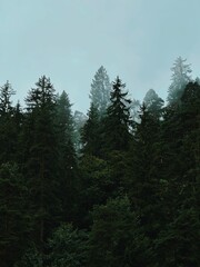 Fototapeta premium forest in the fog