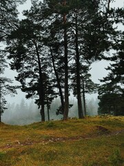 forest in autumn