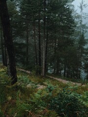 Obraz premium forest in autumn