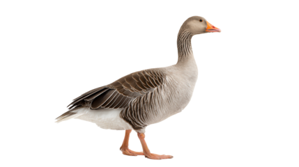 Grey tropic goose stands confidently on two legs against a bright white background