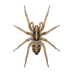Exploring the intricate details of a full-body wolf spider from above on a pristine white background