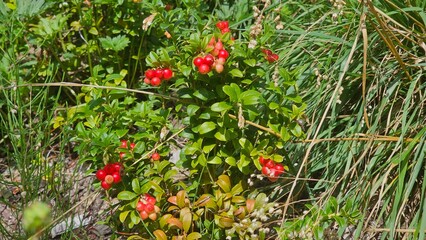 Sweden. Vaccinium vitis-idaea is a small evergreen shrub in the heath family, Ericaceae. It is known colloquially as the lingonberry, partridgeberry, foxberry, mountain cranberry, or cowberry.  