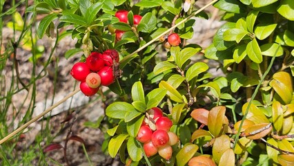 Sweden. Vaccinium vitis-idaea is a small evergreen shrub in the heath family, Ericaceae. It is known colloquially as the lingonberry, partridgeberry, foxberry, mountain cranberry, or cowberry.  