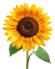 Obraz premium A single vibrant sunflower with golden petals stands tall against a clean transparent background