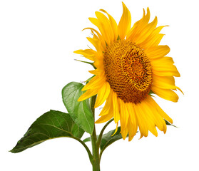 Naklejka premium Sunflower head isolated on white background. Sun symbol. Flowers yellow, agriculture. Seeds and oil