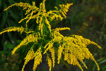 Blooming yellow ragweed bushes. Ambrosia on a summer day. Flowering goldenrod in the garden. Soft focus.