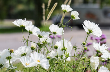Lovely Cosmos bipinnatus is an annual that is often considered half-hardy. The cultivated varieties appear in shades of pink and purple as well as white. Beautiful white ornamental flower.