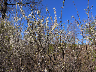 Sakura blossoms in the garden in spring