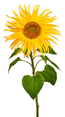Sunflower isolated on white background. Sun symbol. Flowers yellow, agriculture. Seeds and oil....