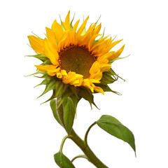 Closed and opening bud sunflower isolated on white background. Flower. Flat lay, top view