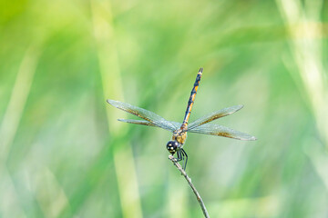 Dragonfly's Delicate Rest
