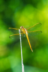 Golden Rest on Green