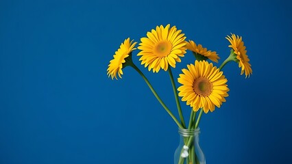 Fototapeta premium Vibrant yellow gerbera flowers in a simple vase, creating a striking contrast against a deep blue backdrop.