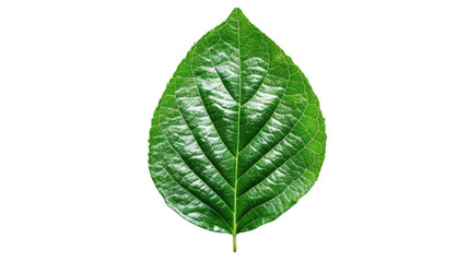 green leaf on white background