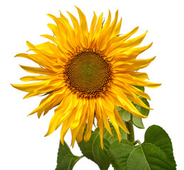 Sunflower head isolated on white background. Sun symbol. Flowers yellow, agriculture. Seeds and oil