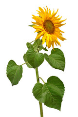 Sunflower isolated on white background. Sun symbol. Flowers yellow, agriculture. Seeds and oil....