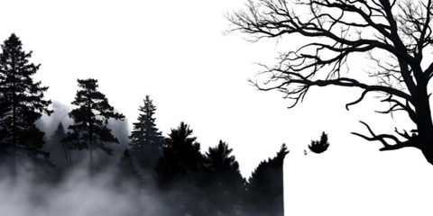 Dark foggy forest trees isolated on a transparent background