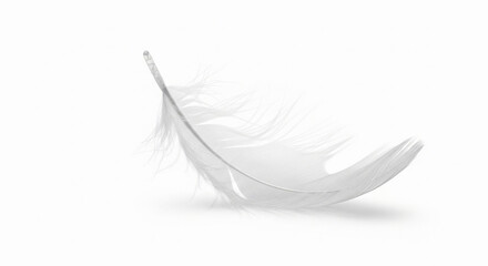 white feather isolated on white