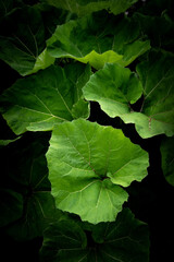 Green leaves pattern background, Natural background and wallpaper