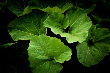 Green leaves pattern background, Natural background and wallpaper
