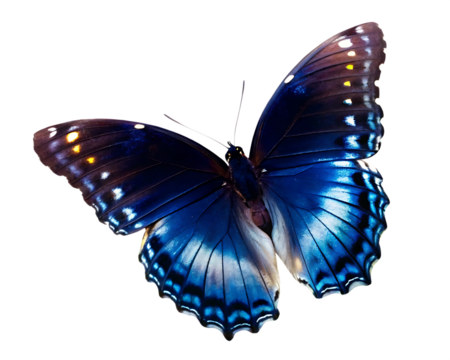 Deep blue butterfly with white spots isolated on a transparent background