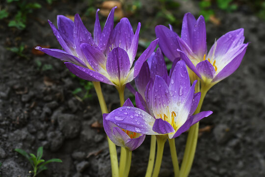 Violet flowers of autumn crocuses with rain drops in the garden. Colchicum autumnale, autumn flowers.