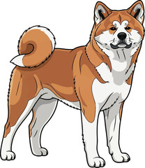Akita Inu Dog Illustration - Japanese Akita Standing Vector

