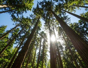 Sunlight filtering through tall trees