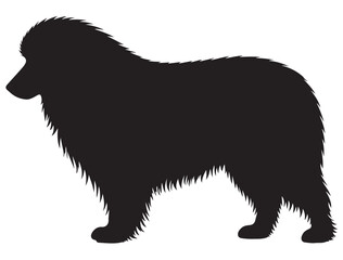 BEARDED COLLIE DOG SILHOUETTE
