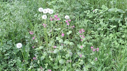 Dandelion and wildflower arrangement in green grassy field  