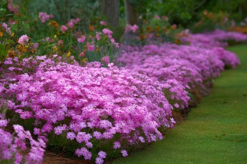 Obraz premium Abundant Pink Creeping Phlox Flowers Bordering a Lush Green Lawn