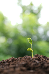 Macro shot of Bean sprout growing