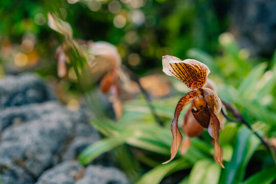 A closeup shot of a blooming exotic paphiopedilum lowii flowers
