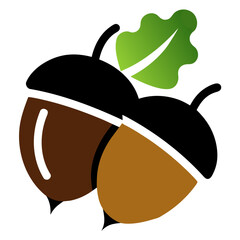 Two acorns with leaves vector on white background.