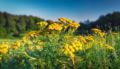 yellow tansy growing in a meadow