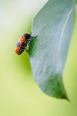 Smooth-shouldered leaf beetle on a pear leaf in close-up. 
